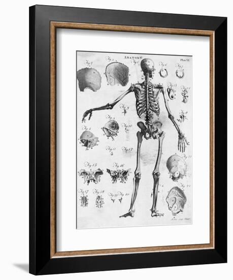 Anatomy:The Human Skeleton Frame-Bettmann-Framed Giclee Print