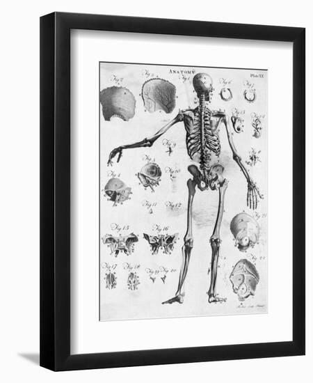 Anatomy:The Human Skeleton Frame-Bettmann-Framed Giclee Print