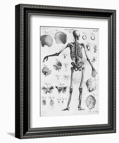 Anatomy:The Human Skeleton Frame-Bettmann-Framed Giclee Print