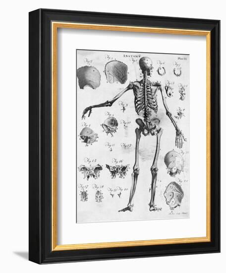 Anatomy:The Human Skeleton Frame-Bettmann-Framed Giclee Print