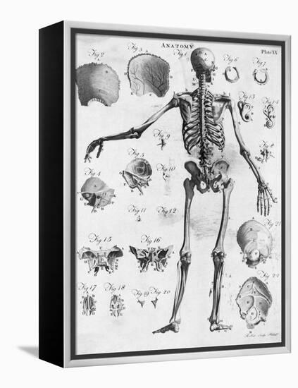 Anatomy:The Human Skeleton Frame-Bettmann-Framed Premier Image Canvas