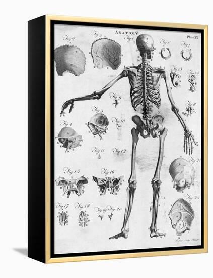 Anatomy:The Human Skeleton Frame-Bettmann-Framed Premier Image Canvas