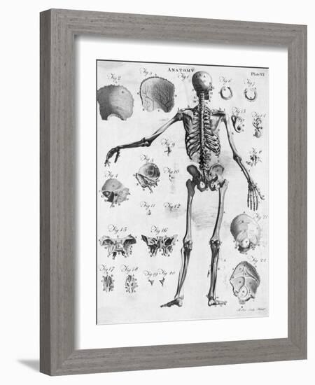 Anatomy:The Human Skeleton Frame-Bettmann-Framed Giclee Print