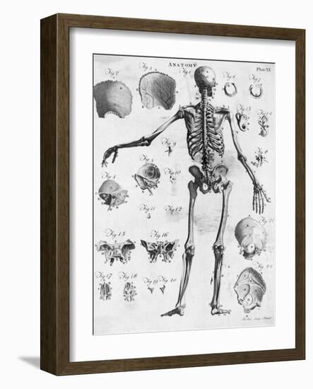 Anatomy:The Human Skeleton Frame-Bettmann-Framed Giclee Print