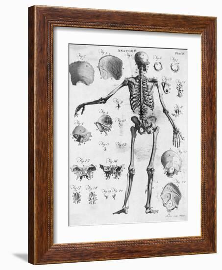 Anatomy:The Human Skeleton Frame-Bettmann-Framed Giclee Print