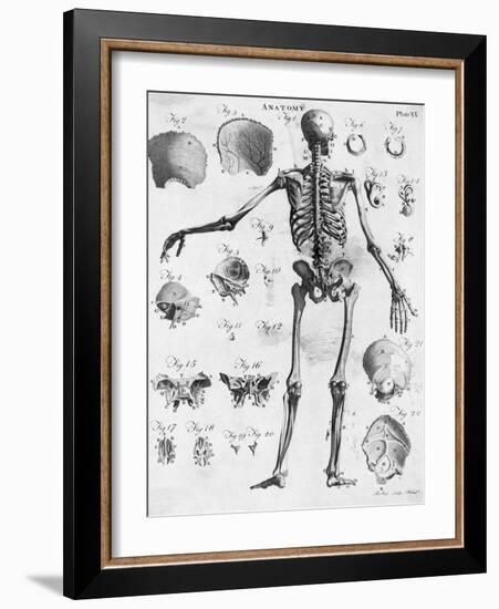 Anatomy:The Human Skeleton Frame-Bettmann-Framed Giclee Print