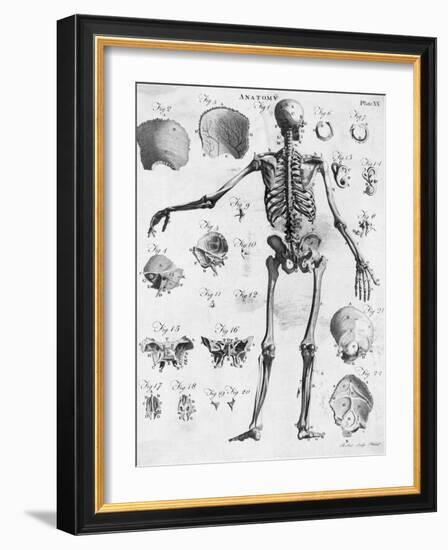 Anatomy:The Human Skeleton Frame-Bettmann-Framed Giclee Print