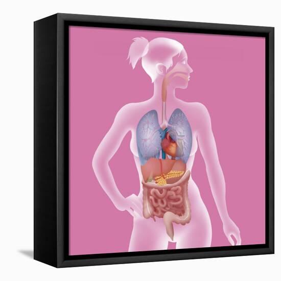 Anatomy, Trunk-Caroline Arquevaux-Framed Premier Image Canvas