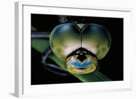 Anax Imperator (Emperor Dragonfly) - Eyes-Paul Starosta-Framed Photographic Print