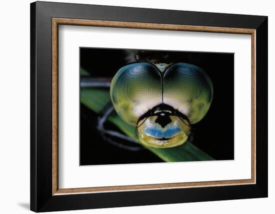 Anax Imperator (Emperor Dragonfly) - Eyes-Paul Starosta-Framed Photographic Print