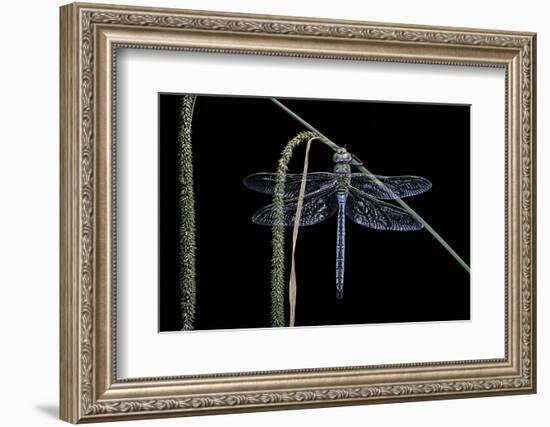 Anax Imperator (Emperor Dragonfly)-Paul Starosta-Framed Photographic Print