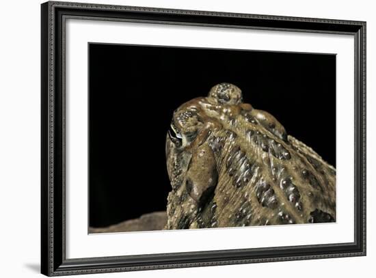 Anaxyrus Cognatus (Great Plains Toad)-Paul Starosta-Framed Photographic Print