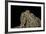 Anaxyrus Cognatus (Great Plains Toad)-Paul Starosta-Framed Photographic Print