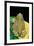 Anaxyrus Debilis (Green Toad)-Paul Starosta-Framed Photographic Print