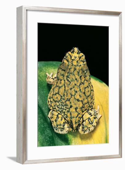 Anaxyrus Debilis (Green Toad)-Paul Starosta-Framed Photographic Print