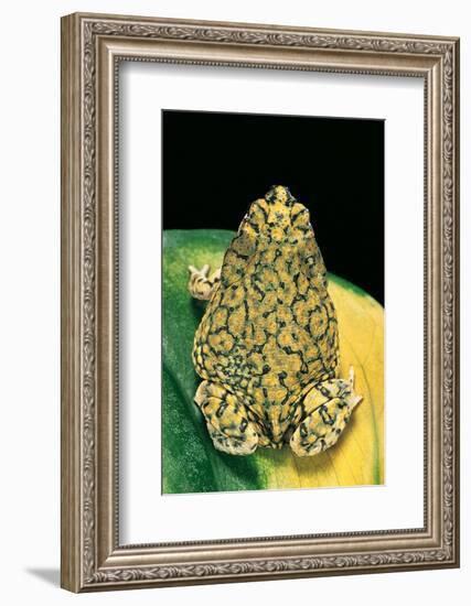 Anaxyrus Debilis (Green Toad)-Paul Starosta-Framed Photographic Print