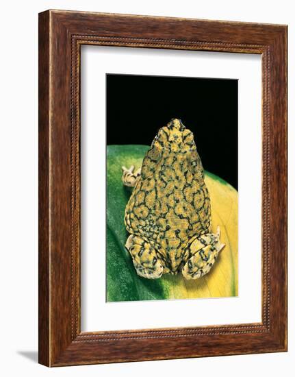 Anaxyrus Debilis (Green Toad)-Paul Starosta-Framed Photographic Print