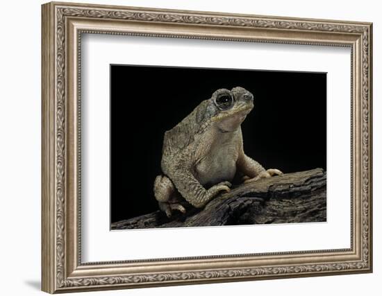 Anaxyrus Punctatus (Red-Spotted Toad)-Paul Starosta-Framed Photographic Print