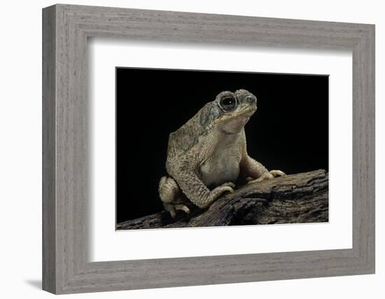 Anaxyrus Punctatus (Red-Spotted Toad)-Paul Starosta-Framed Photographic Print