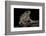 Anaxyrus Punctatus (Red-Spotted Toad)-Paul Starosta-Framed Photographic Print