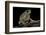 Anaxyrus Punctatus (Red-Spotted Toad)-Paul Starosta-Framed Photographic Print