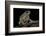 Anaxyrus Punctatus (Red-Spotted Toad)-Paul Starosta-Framed Photographic Print