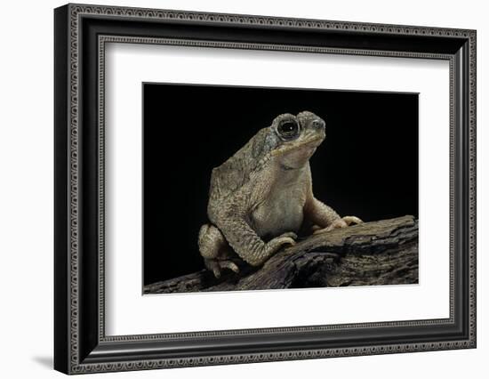 Anaxyrus Punctatus (Red-Spotted Toad)-Paul Starosta-Framed Photographic Print