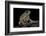 Anaxyrus Punctatus (Red-Spotted Toad)-Paul Starosta-Framed Photographic Print