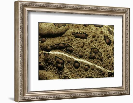 Anaxyrus Woodhousii (Woodhouse's Toad)-Paul Starosta-Framed Photographic Print