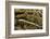 Anaxyrus Woodhousii (Woodhouse's Toad)-Paul Starosta-Framed Photographic Print