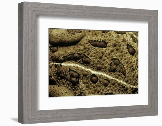 Anaxyrus Woodhousii (Woodhouse's Toad)-Paul Starosta-Framed Photographic Print