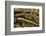 Anaxyrus Woodhousii (Woodhouse's Toad)-Paul Starosta-Framed Photographic Print