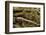 Anaxyrus Woodhousii (Woodhouse's Toad)-Paul Starosta-Framed Photographic Print