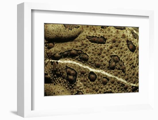 Anaxyrus Woodhousii (Woodhouse's Toad)-Paul Starosta-Framed Photographic Print