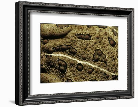 Anaxyrus Woodhousii (Woodhouse's Toad)-Paul Starosta-Framed Photographic Print