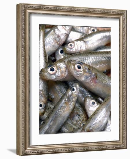 Anchovies-Gustavo Andrade-Framed Photographic Print