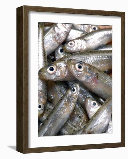 Anchovies-Gustavo Andrade-Framed Photographic Print