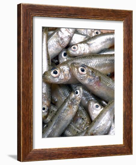 Anchovies-Gustavo Andrade-Framed Photographic Print