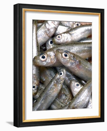 Anchovies-Gustavo Andrade-Framed Photographic Print