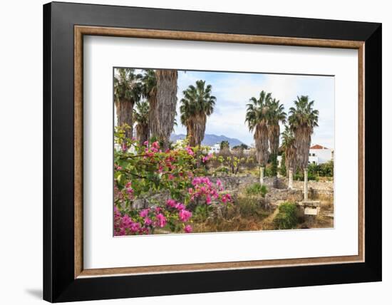 Ancient Agora, Bougainvillea and palm trees, Greek, Roman and Byzantine ruins, Kos Town, Kos, Dodec-Eleanor Scriven-Framed Photographic Print