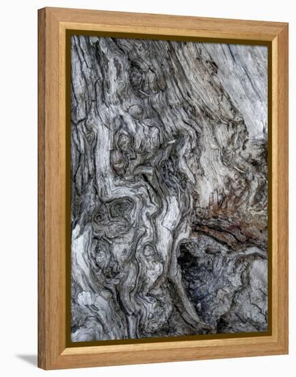 Ancient Bark-Doug Chinnery-Framed Premier Image Canvas