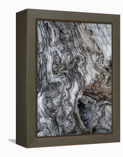 Ancient Bark-Doug Chinnery-Framed Premier Image Canvas