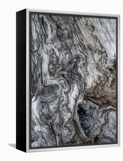 Ancient Bark-Doug Chinnery-Framed Premier Image Canvas