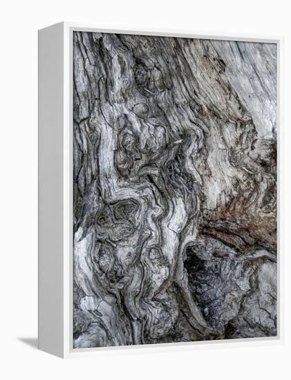 Ancient Bark-Doug Chinnery-Framed Premier Image Canvas