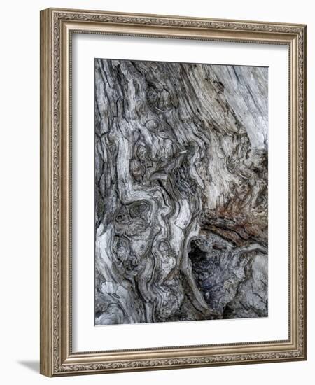 Ancient Bark-Doug Chinnery-Framed Photographic Print