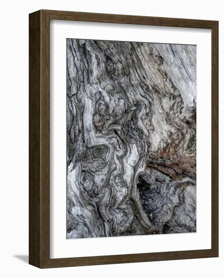 Ancient Bark-Doug Chinnery-Framed Photographic Print