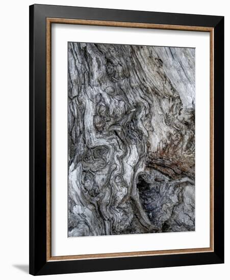 Ancient Bark-Doug Chinnery-Framed Photographic Print