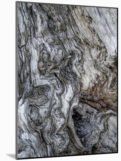 Ancient Bark-Doug Chinnery-Mounted Photographic Print