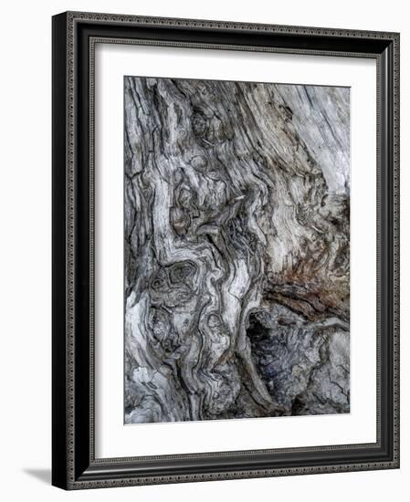 Ancient Bark-Doug Chinnery-Framed Photographic Print