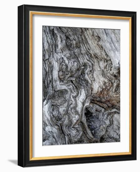 Ancient Bark-Doug Chinnery-Framed Photographic Print